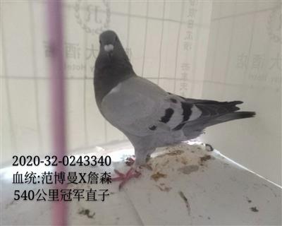 540公里冠軍直子