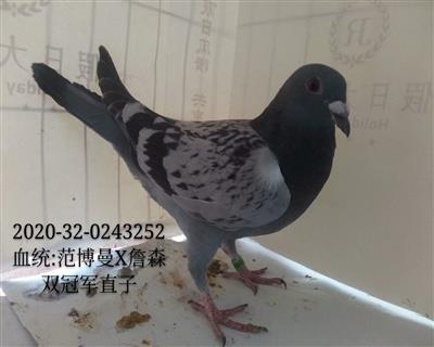 雙冠軍子代