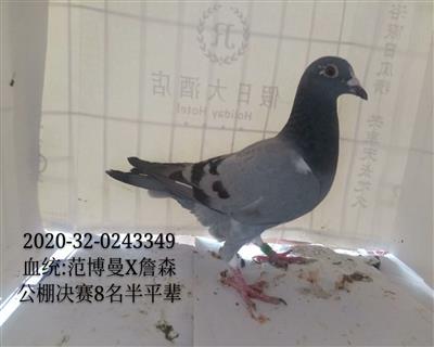 公棚決賽八名半平輩