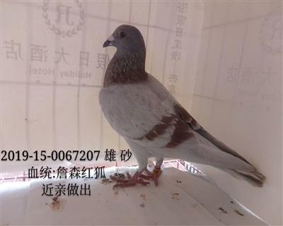 詹森紅狐