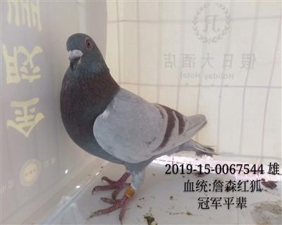 詹森紅狐