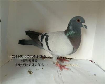 天外天種鴿