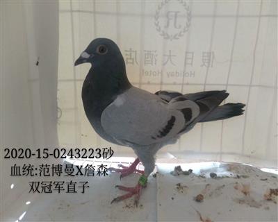 雙冠軍子代