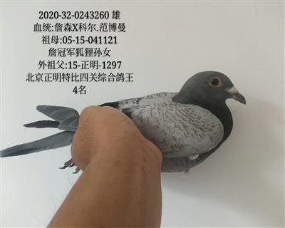 第一種雌孫子