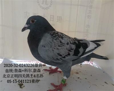 北京正明四關鴿王4名孫