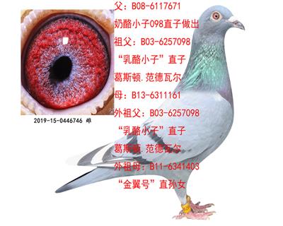 《奶酪》098孙女回馈鸽友