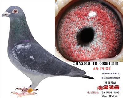 李鸟吴淞1