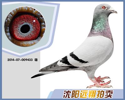 《《清棚 清棚》》欧洲原棚种鸽,奶酪,丹尼斯原棚,海尔曼席令原棚等等