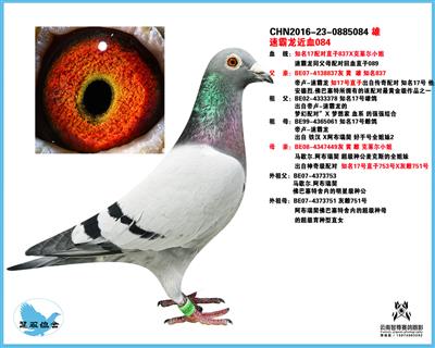 速霸龙.速霸龙近血084