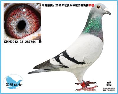 林城25名