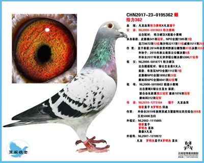 凡龙.凡龙