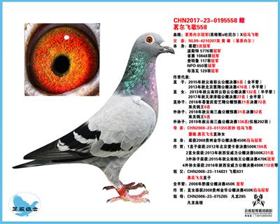 茗尔.飞歌558