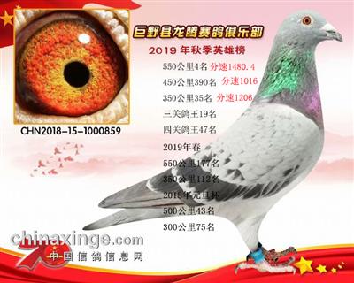 《杨.欧瓦克》550公里决赛《殿军》雌多