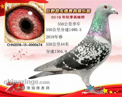 推荐《利奥》550公里决赛《季军》雌