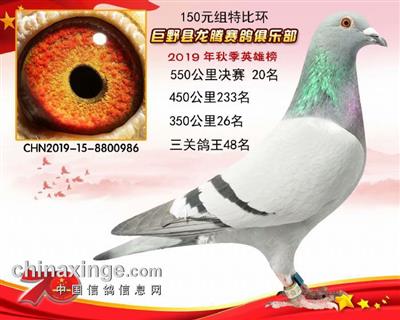 《奶酪》550公里决赛特比环《20名》 雌