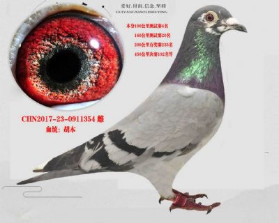 陳遠志老師《胡本》