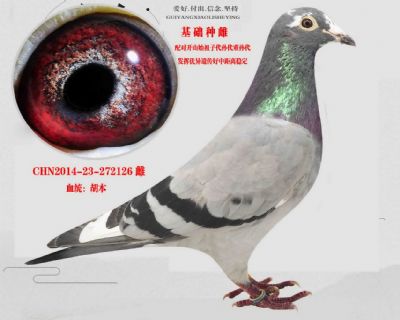 陳遠志老師《基礎種雌》