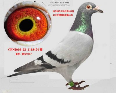 陳遠志老師《迪爾巴兒子》