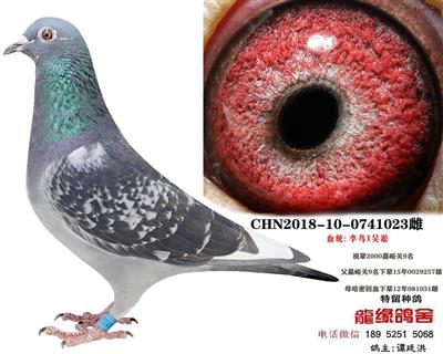 李鸟吴淞1