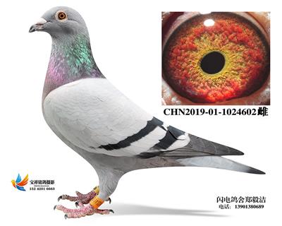 詹姆斯399配魯迪公主
