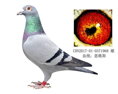 世界銘鴿178近親直孫