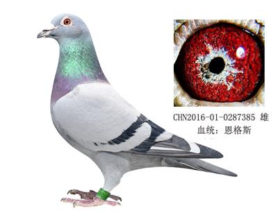 英格斯178近親回血種鴿