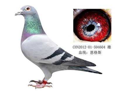 世界銘鴿178近親直孫