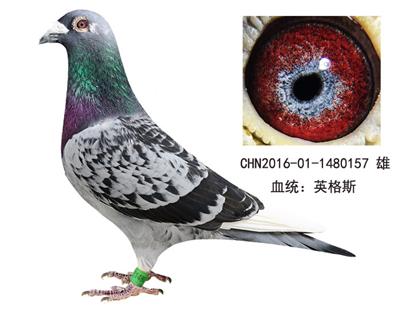 恩格斯近親回血種鴿 白羽王子