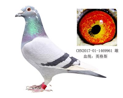 恩格斯178近親回血種鴿