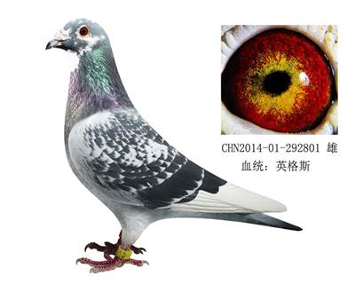 世界銘鴿178近親直孫