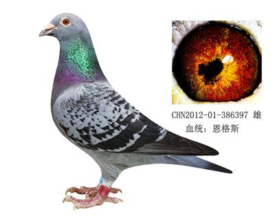 恩格斯178近親直孫
