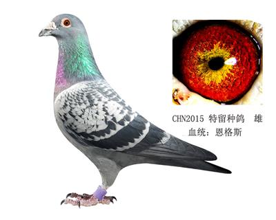 恩格斯冠軍之父優秀血系