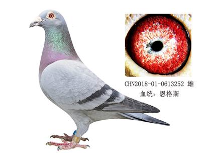英格斯近親金環種鴿