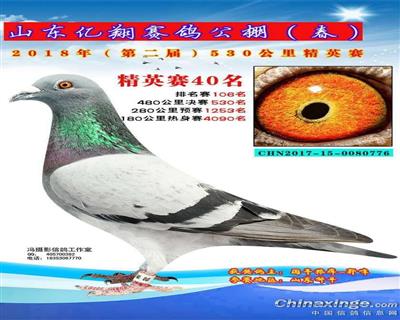 山東億翔賽鴿公棚530公里精英賽40名山東億翔賽鴿公棚530
