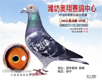 山東濰坊奧翔賽鴿公棚500公里決賽233名