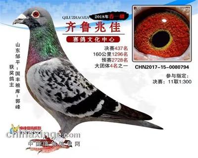 山東齊魯兆佳賽鴿公棚500公里決賽437名