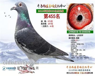 山東齊魯兆佳賽鴿公棚500公里決賽455名