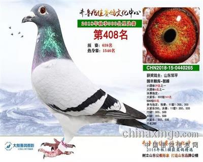 山東齊魯兆佳賽鴿公棚500公里決賽408名
