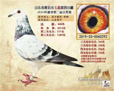 山東濰坊玉鑫賽鴿公棚500公里決賽468名