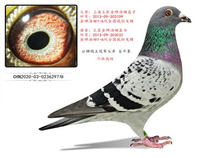 上海王臣金牌湯姆桑杰士