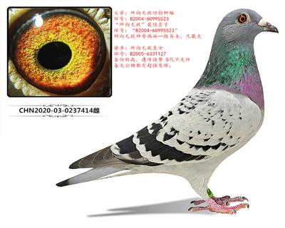 所向無敵近親孫代 凡代克
