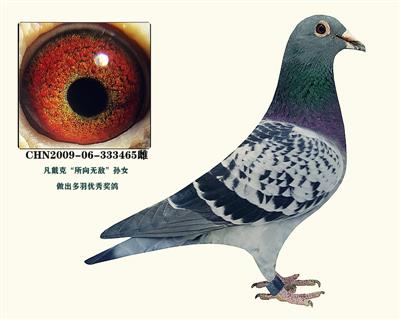 所向無敵成績鴿 明威公棚