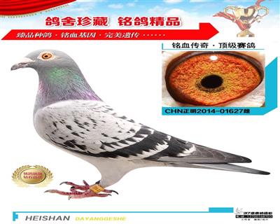 正明5000特比16名