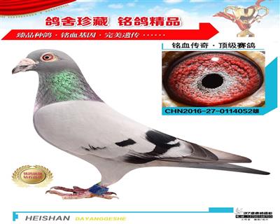 愛亞卡普445名