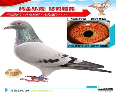 白蘭鴿舍佛科克