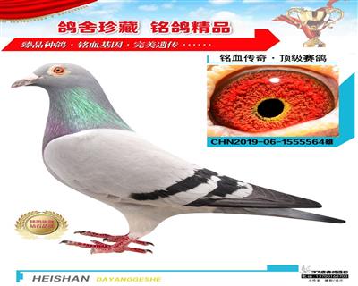 金偉魚行老雄之子