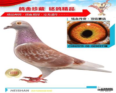 回春陽彼得曼德斯