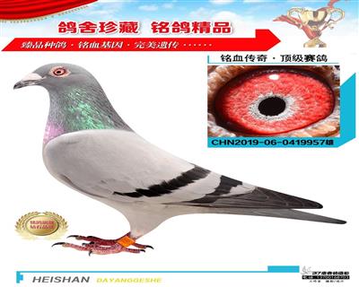 鴿王七最佳回血