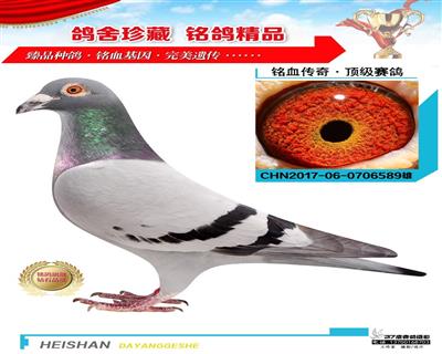飛戈超級回血