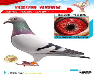 領航冠軍同父母